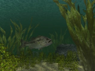 Reel Fishing (Fish Eyes)