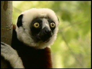 Zoboomafoo: Leapin' Lemurs!