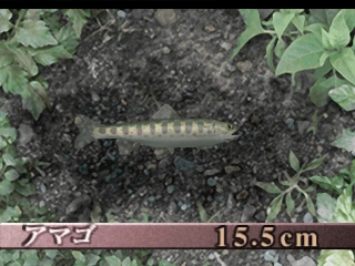 Soreike Flyfishing: Let's Go Flyfishing